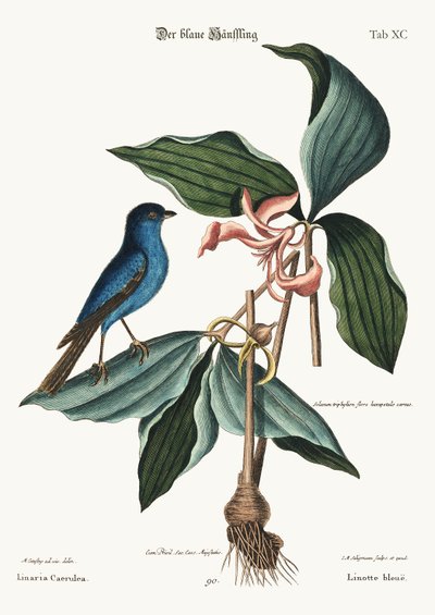 The Blue Linnet, 1749-73 by Mark Catesby